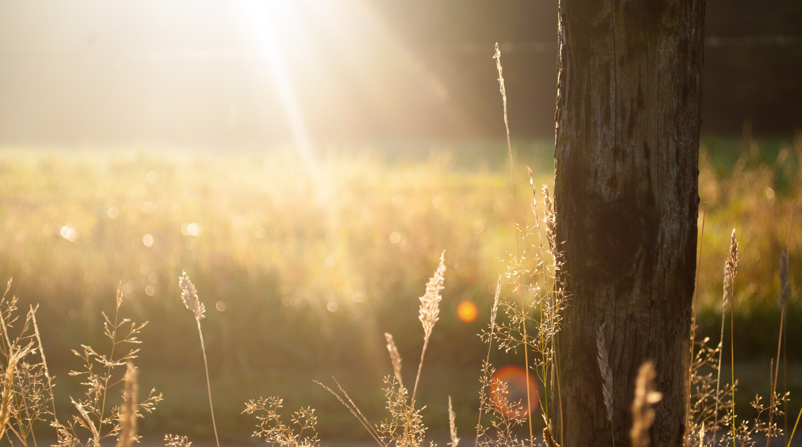 fields-morning